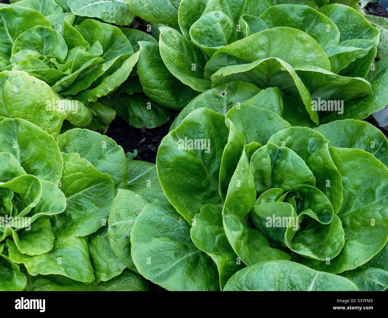 Lettuces growing in a garden Stock Photo Alamy
