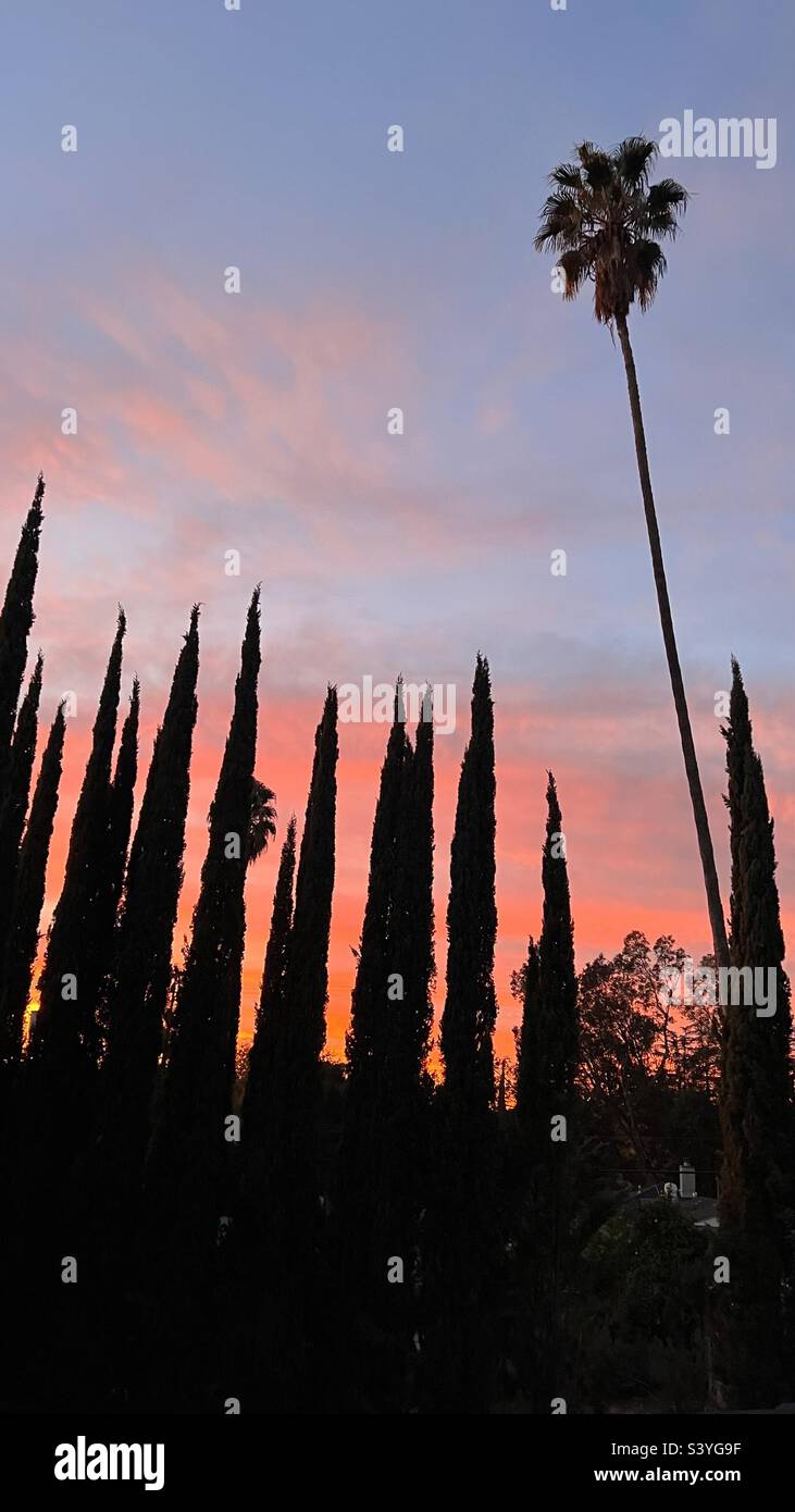 Palm tree and cypress trees against a blue and sherbet orange sky at