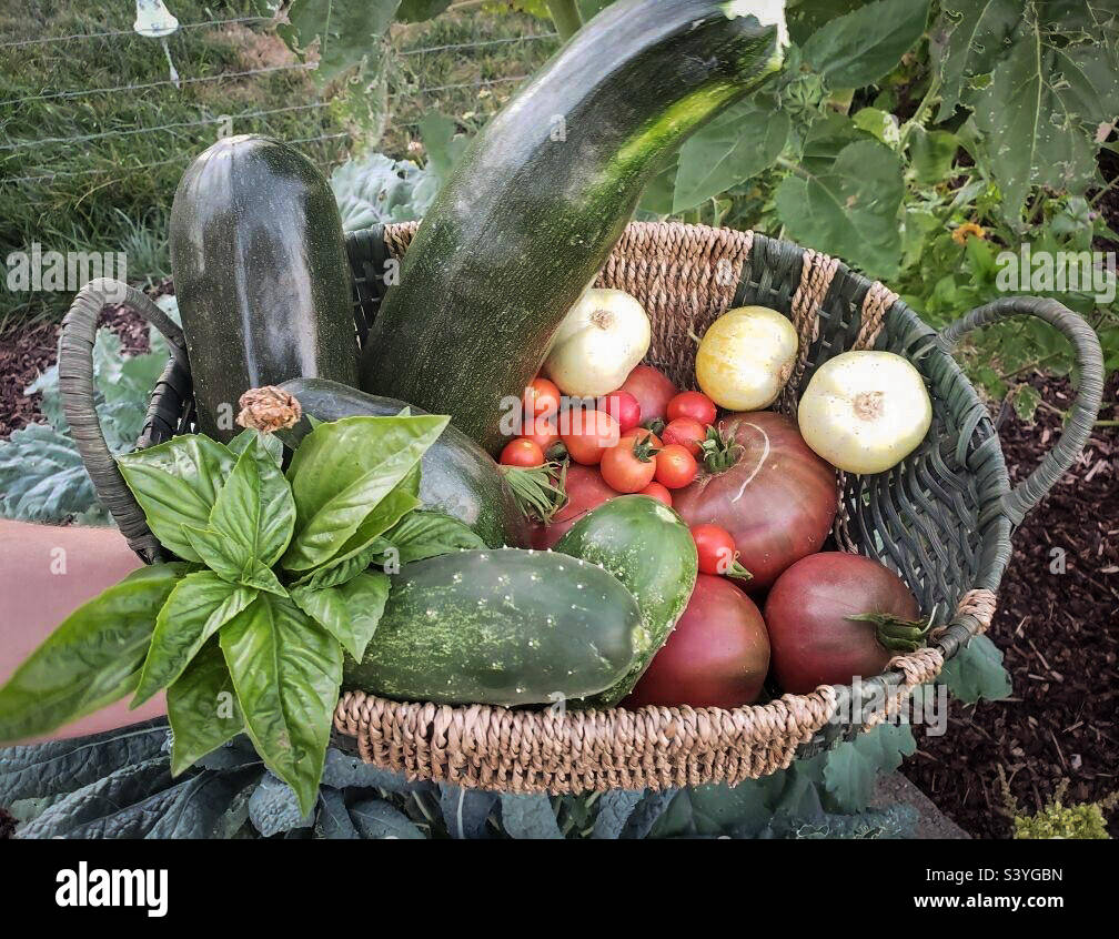 My garden harvest Stock Photo Alamy