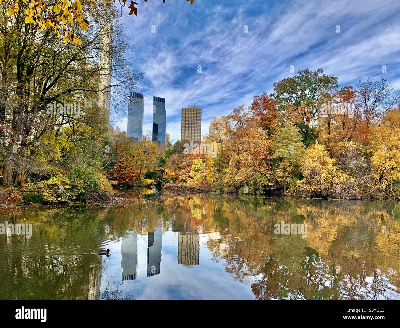 Manhattan Central Park trees in autumn (fall) colors, in New York