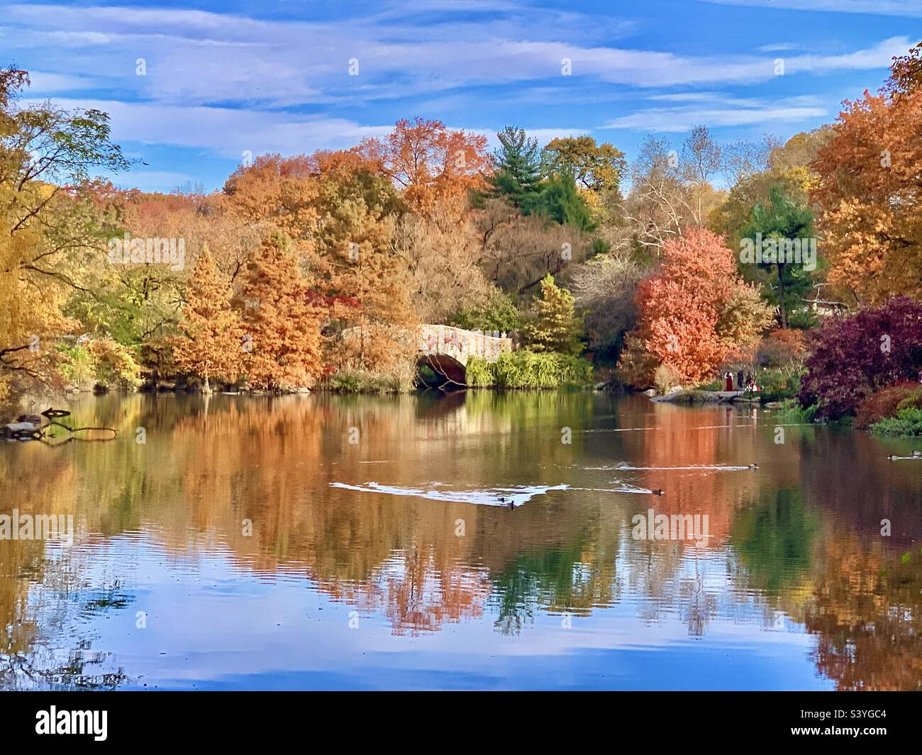 Manhattan Central Park trees in autumn (fall) colors, in New York