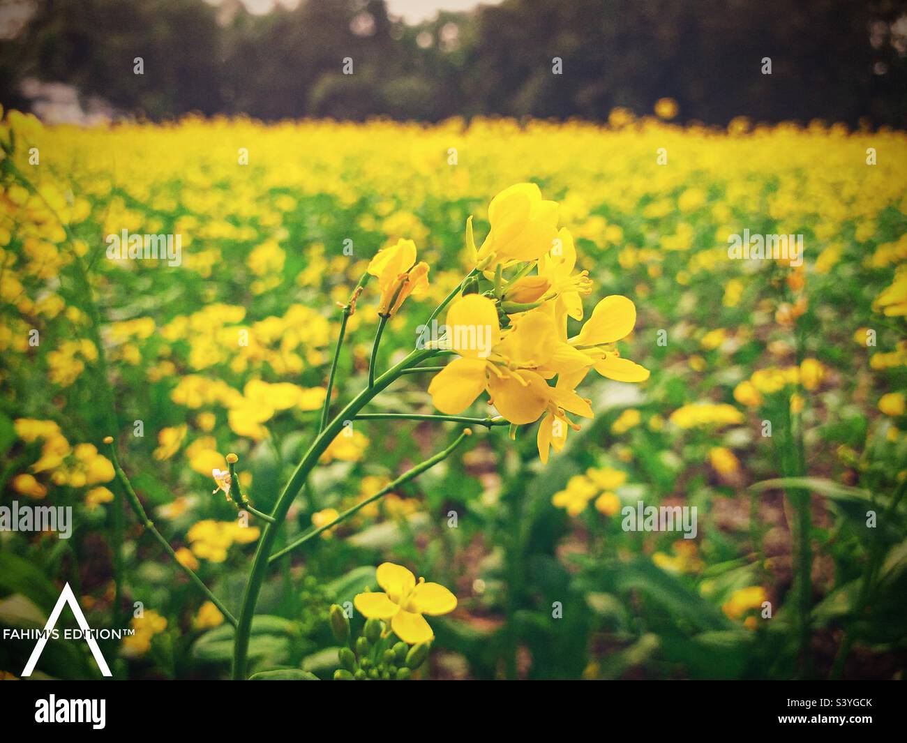 4k wallpaper bangladesh hires stock photography and images Alamy