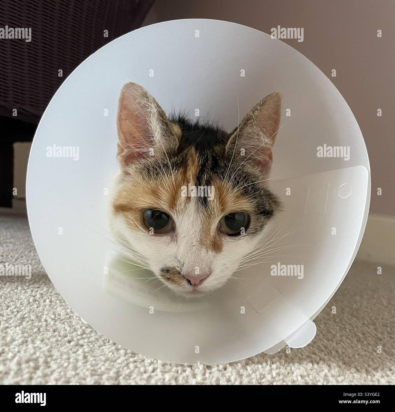 Beautiful calico cat in buster collar aka cone of shame after operation