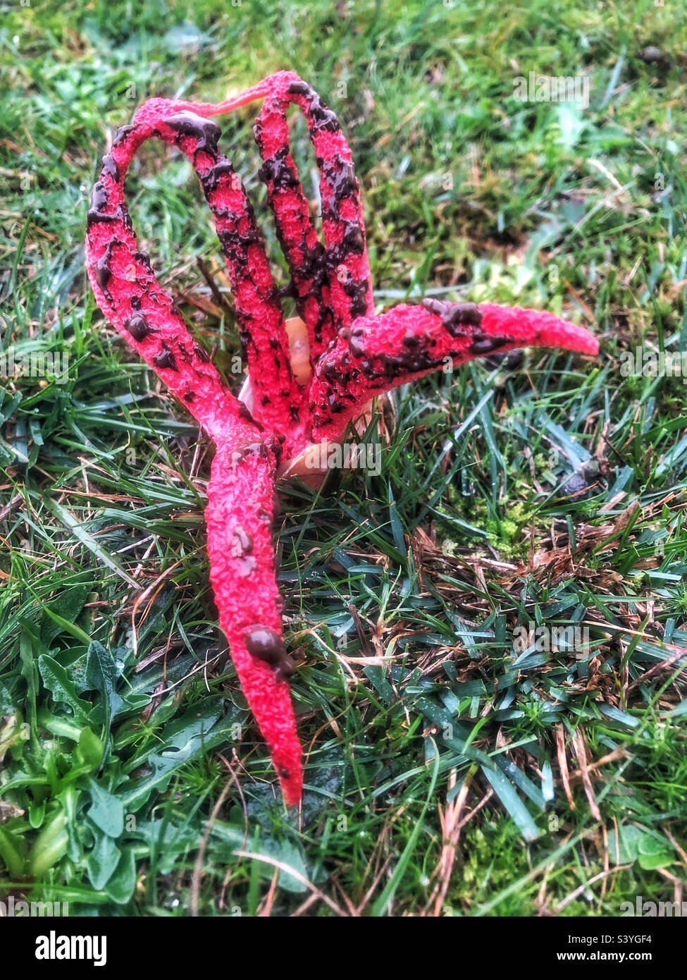 Devil's Fingers fungus (Clathrus archeri) and sometimes referred to as the Octopus stinkhorn and Squid Fungus, emerging from its slimy, gelatinous 'egg'. in November at Lyndhurst, in the New Forest - Smartphone Captured Stock Image