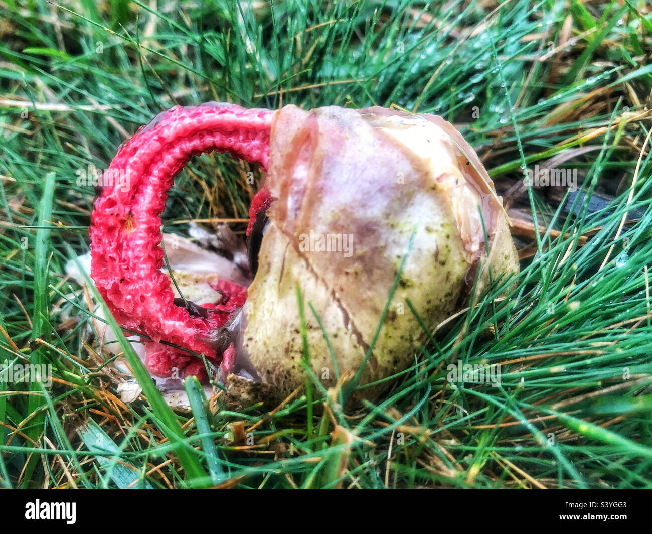 Devil's Fingers fungus (Clathrus archeri) and sometimes referred to as the Octopus stinkhorn and Squid Fungus, emerging from its slimy, gelatinous 'egg'. in November at Lyndhurst, in the New Forest - Smartphone Captured Stock Image