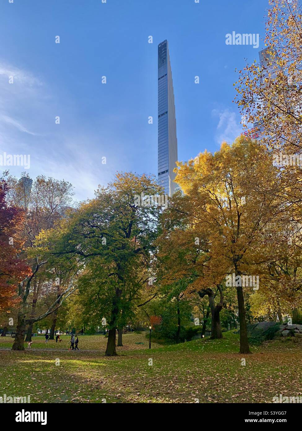Single skinny tall skyscraper roses high above the golden yellow leaves