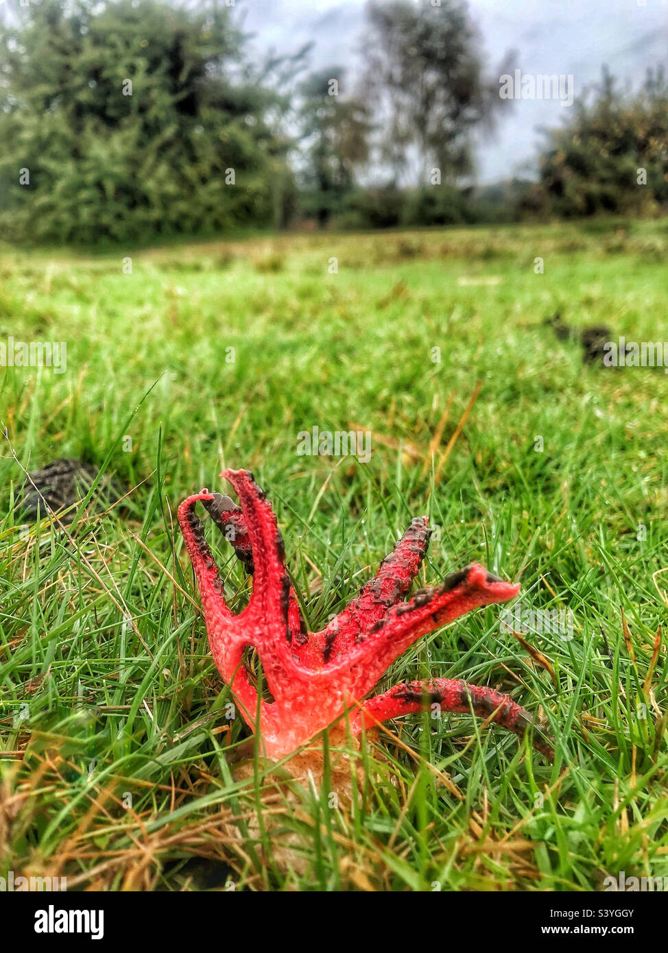 Devil's Fingers fungus (Clathrus archeri) and sometimes referred to as the Octopus stinkhorn and Squid Fungus, emerging from its slimy, gelatinous 'egg'. in November at Lyndhurst, in the New Forest - Smartphone Captured Stock Image