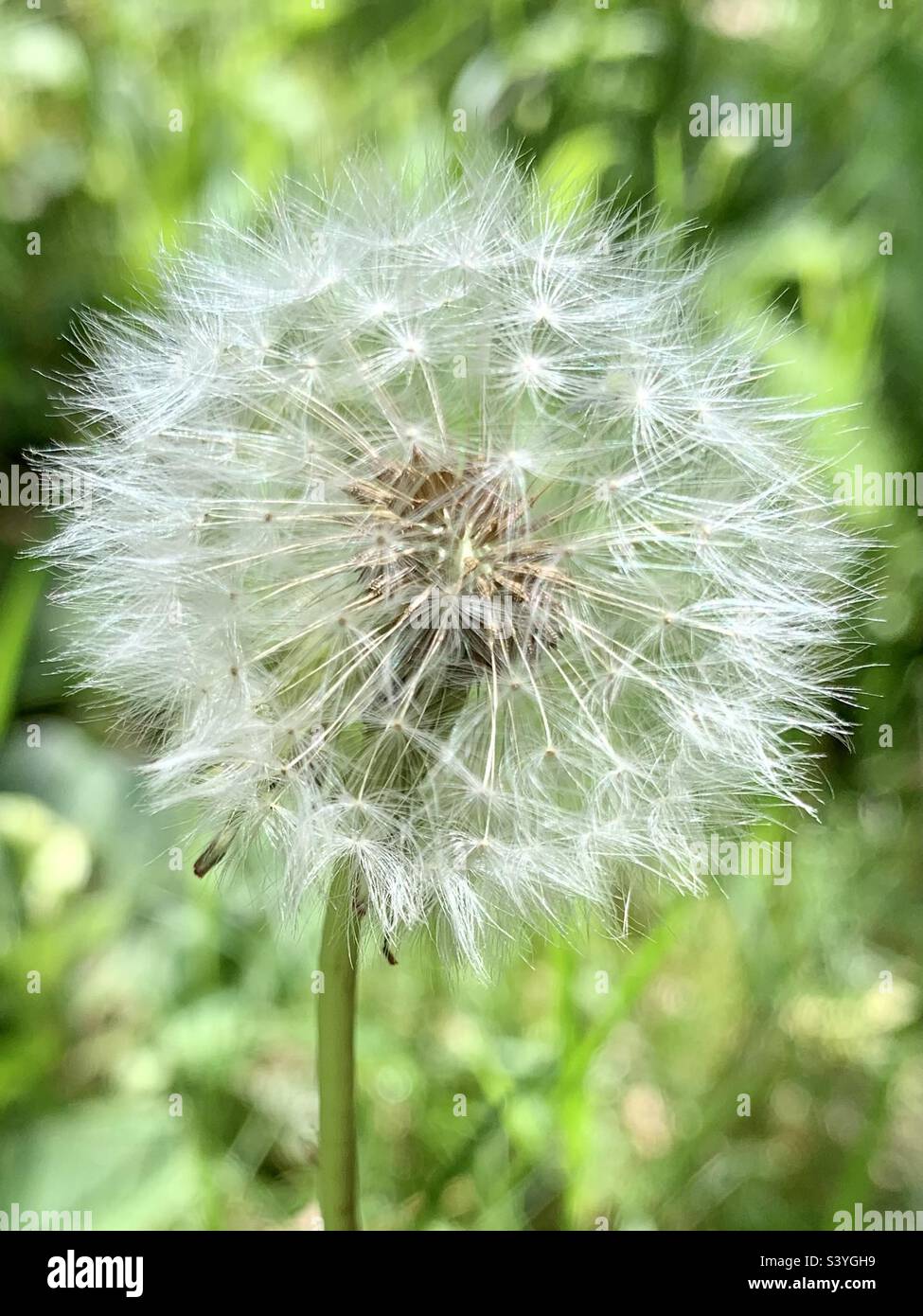 White Dandelion seed headed - Smartphone Captured Stock Image