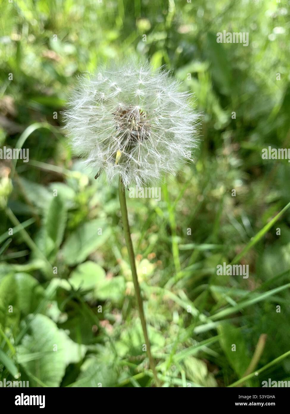 White Dandelion seed head plant - Smartphone Captured Stock Image