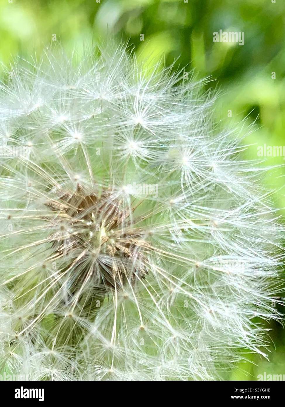 Close up of white Dandelion seed head - Smartphone Captured Stock Image