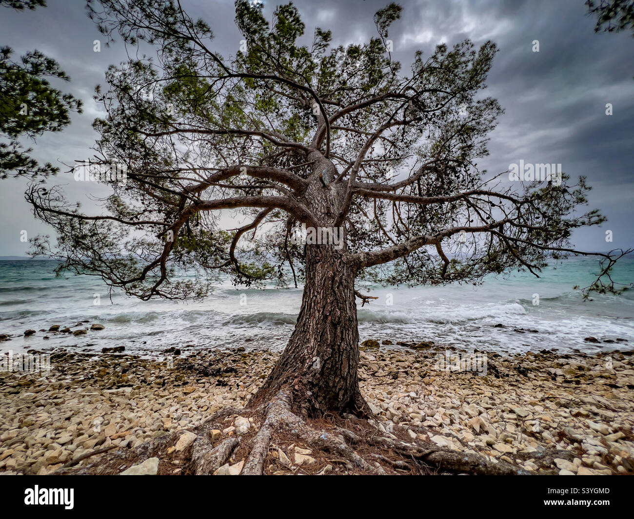a big tree in front of the sea and a dramatic sky Stock Photo