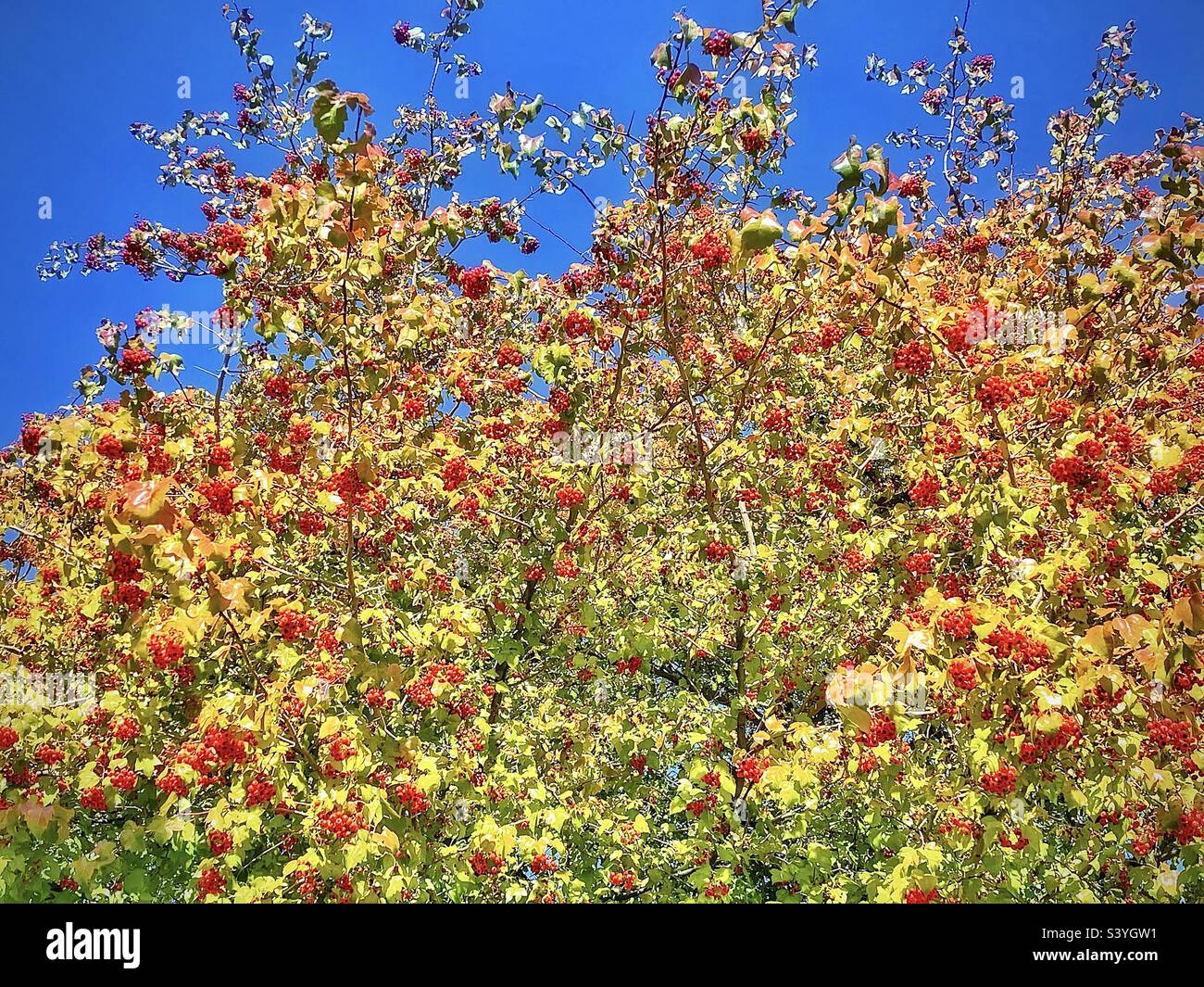 A Cockspur Hawthorn tree on grounds of a church in the Salt Lake valley in Utah, USA. In autumn the leaves are starting to change, but it’s the numerous clumps of red berries that really stand out. Stock Photo