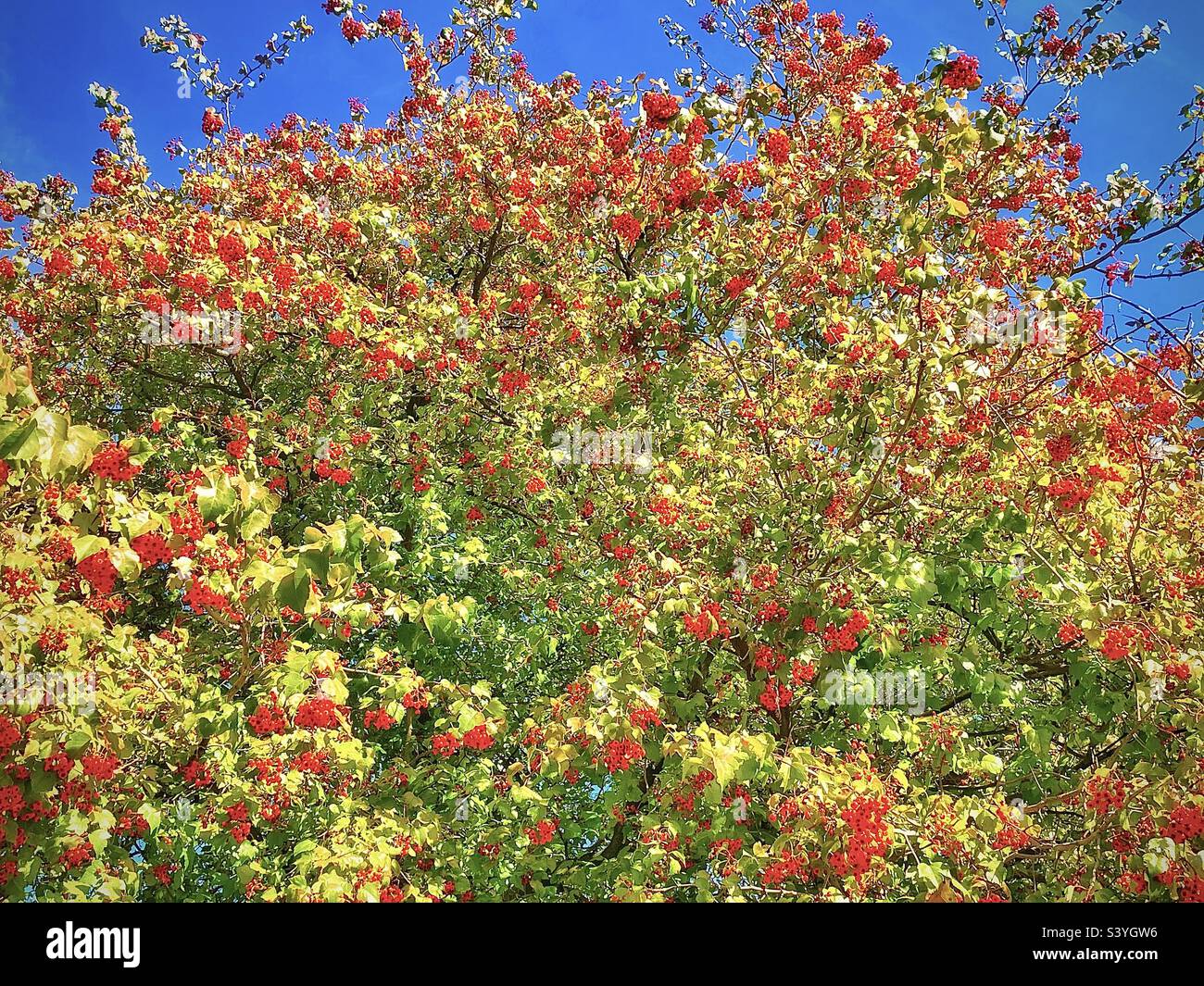 A Cockspur Hawthorn tree on grounds of a church in the Salt Lake valley in Utah, USA. In autumn the leaves are starting to change, but it’s the numerous clumps of red berries that really stand out. - Smartphone Captured Stock Image