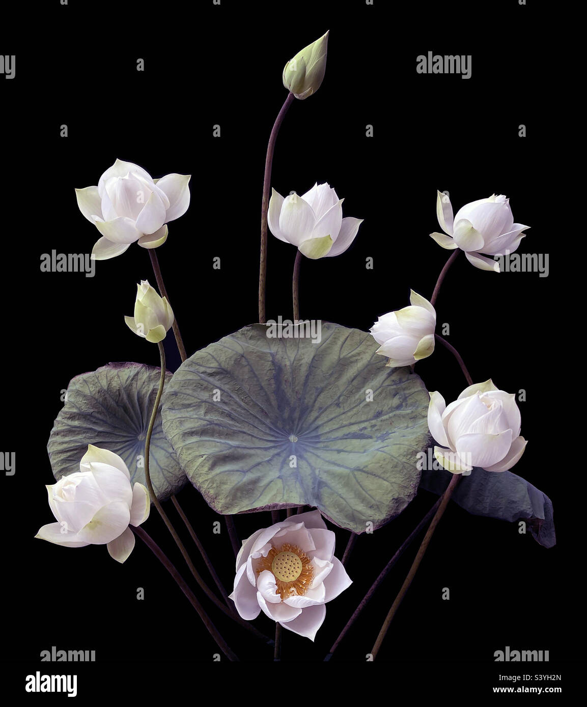 White Lotus - Smartphone Captured Stock Image