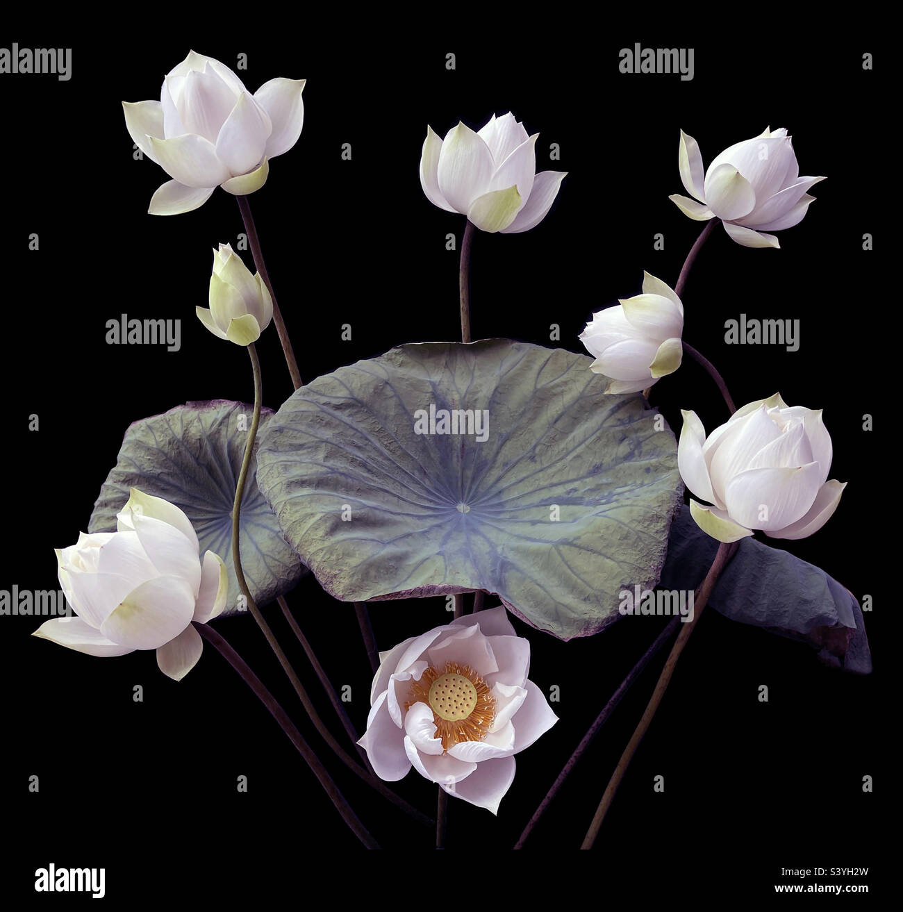 White Lotus - Smartphone Captured Stock Image