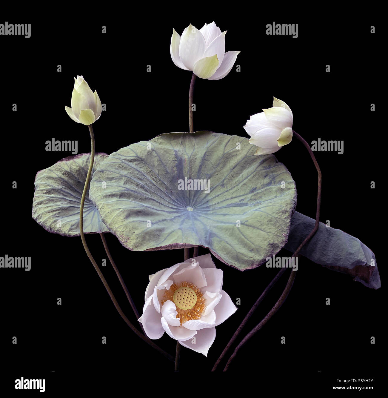 White Lotus - Smartphone Captured Stock Image