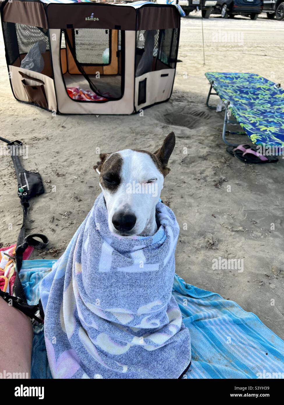 A white dog with a brown patch over eye and brown ears wrapped up in a beach towel blanket on the beach with eyes half closed. Stock Photo
