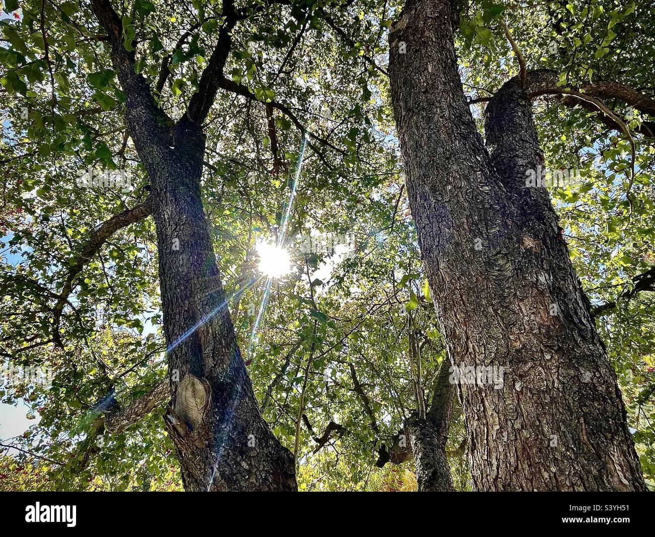 Shooting up from underneath this Hawthorn tree around midday during the fall season in Utah, USA. The sun shines down through the tree branches, leaves and berries as the tree trunks rise upward. Stock Photo