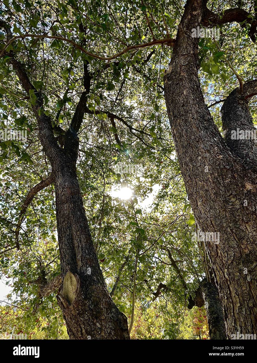 Shooting up from underneath this Hawthorn tree around midday during the fall season in Utah, USA. The sun shines down through the tree branches, leaves and berries as the tree trunks rise upward. - Smartphone Captured Stock Image