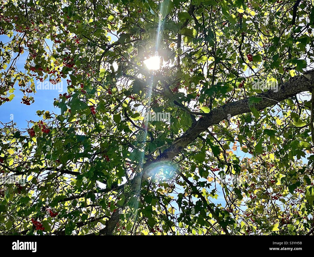 Shooting up from underneath this Hawthorn tree around midday during the fall season in Utah, USA. The sun shines down through the tree branches, leaves and berries as the tree itself rises upward. Stock Photo