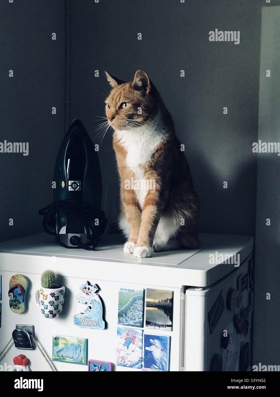 Cat sitting on a fridge freezer to look outside of the window Stock