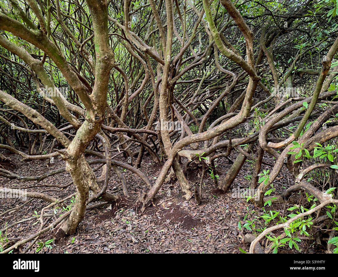 Tree branches growing together in a forest Stock Photo Alamy
