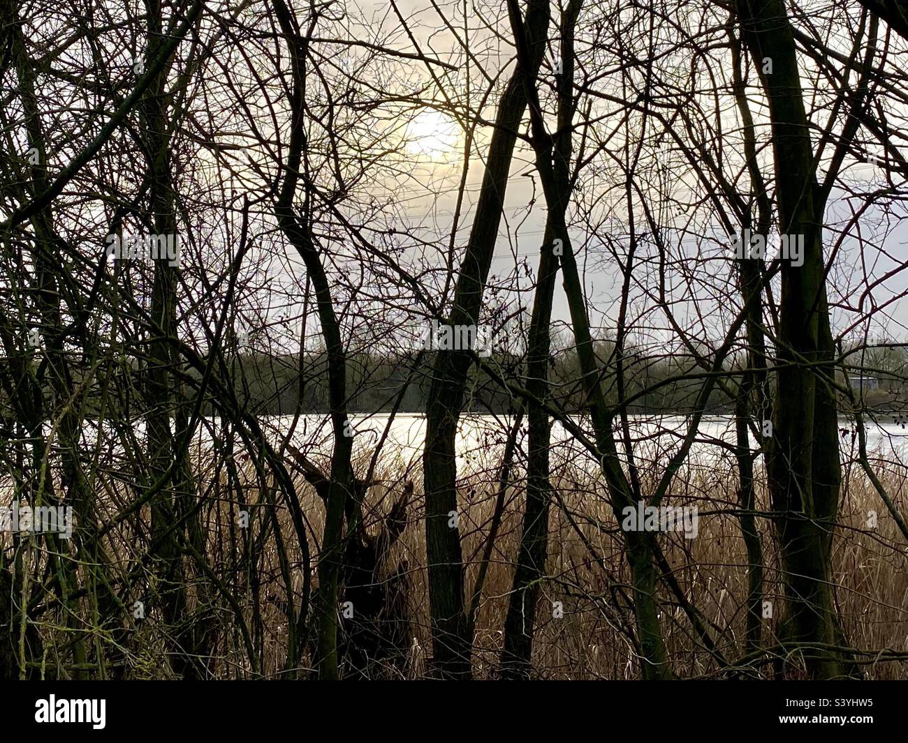 A wintery sun shining through tree branches near a lake Stock Photo