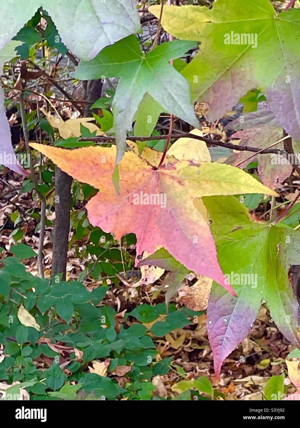 Beautiful changing colors of Autumn leaves - Smartphone Captured Stock Image