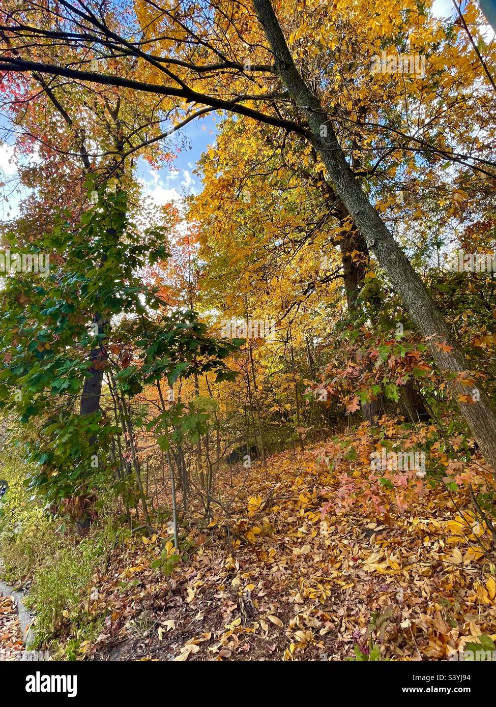 A path through the colorful falling leaves of autumn - Smartphone Captured Stock Image