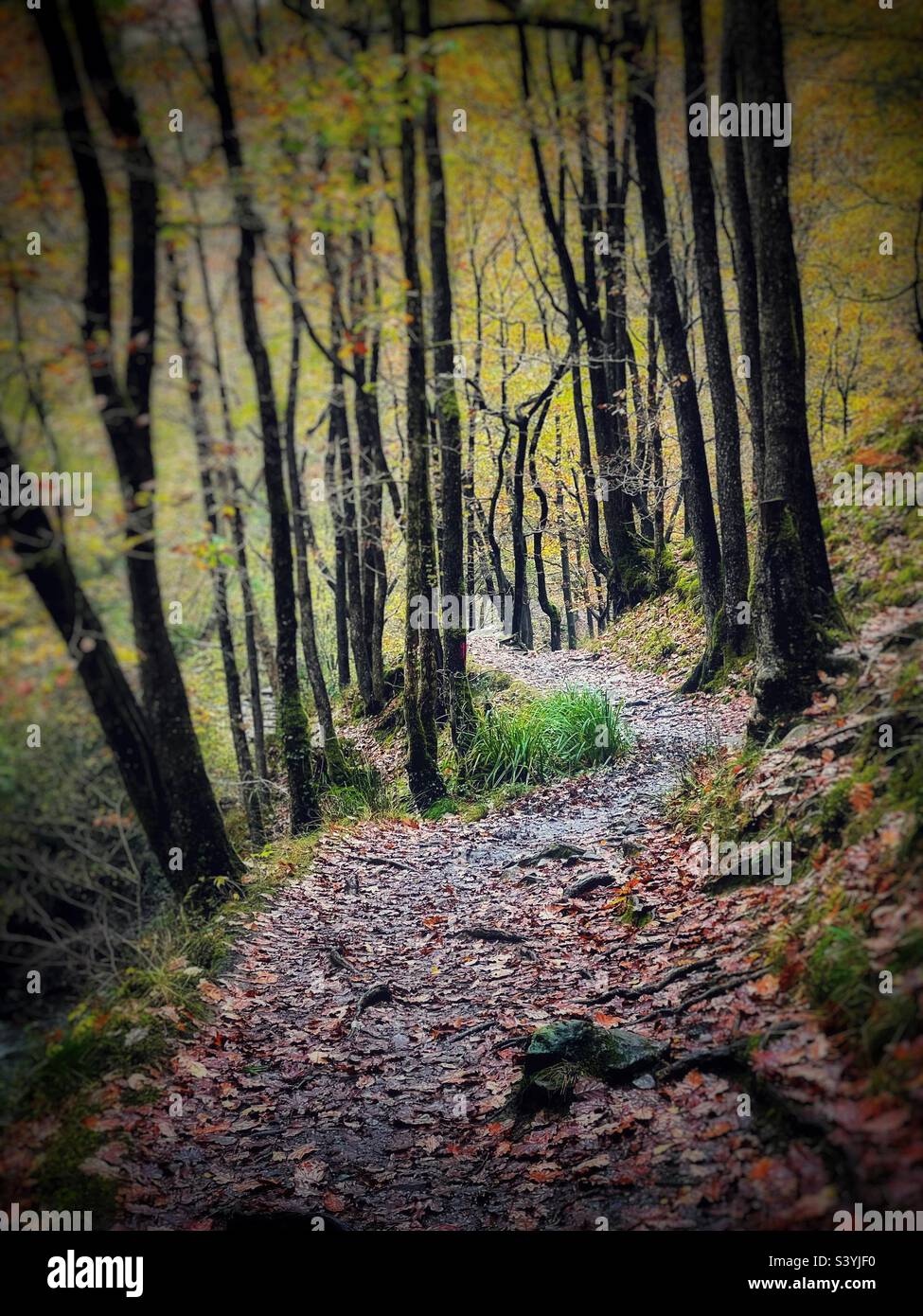 Woodland path, autumn. - Smartphone Captured Stock Image