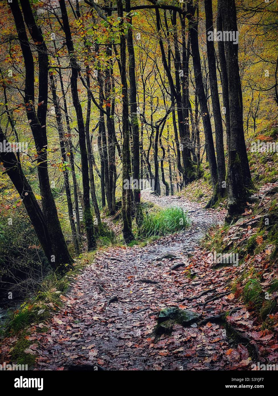 Pathway through deciduous woodland in Wales. - Smartphone Captured Stock Image