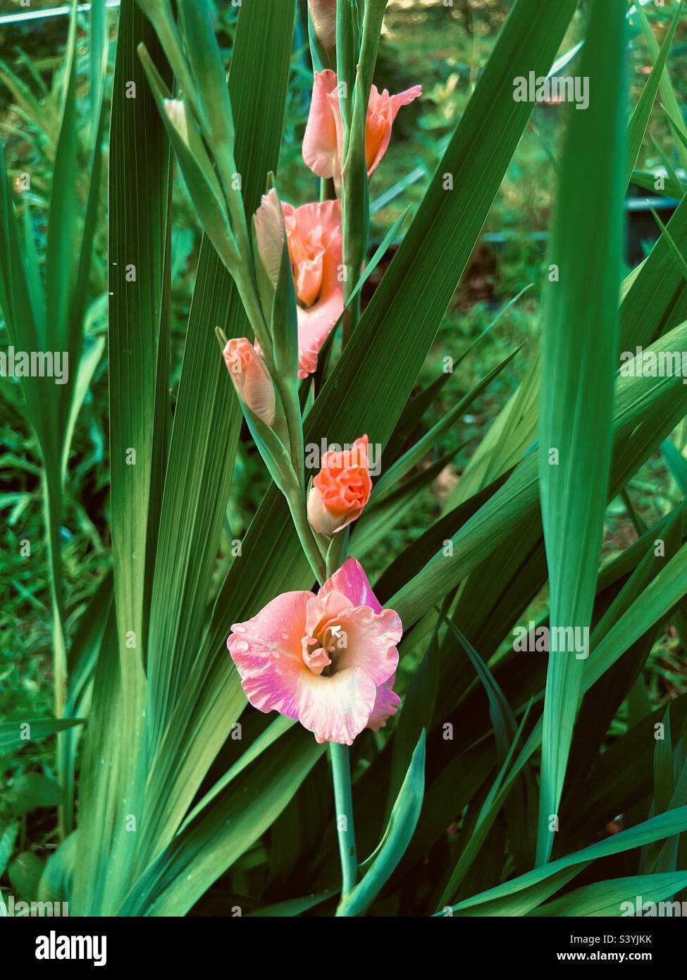 Pink gladiolus starting to bloom Stock Photo Alamy