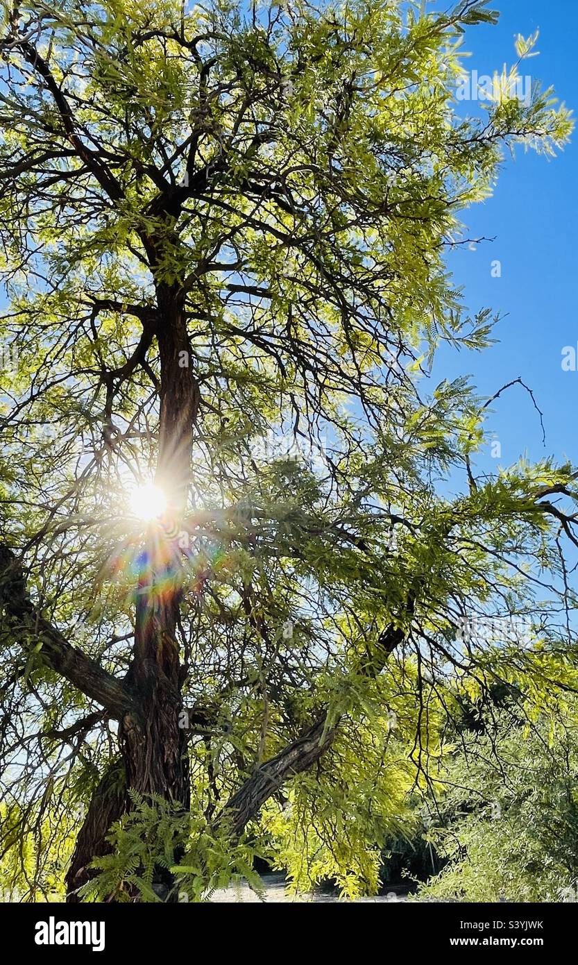 Early morning light diffracted through vibrant green backlit mesquite tree leaf fronds. Low angle shot into crown of tree against blue sky with eyes guided upward by the dark towering trunk. Stock Photo