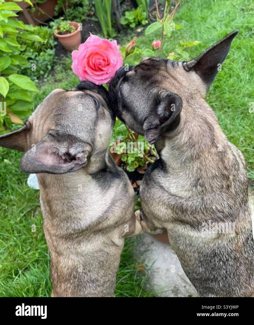 Rose between two thorns hi-res stock photography and images - Alamy