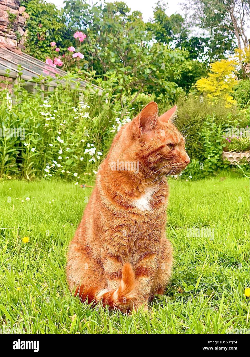 Small ginger queen cat sits on the grass in a pretty country cottage in Somerset England in the summer Stock Photo