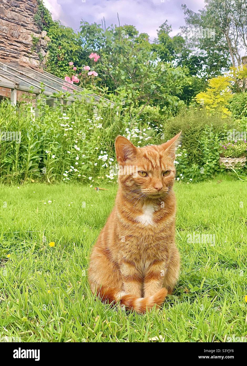 Pretty little ginger queen cat sits patiently on the grass in an overgrown countryside cottage garden in Somerset, England on a summer day Stock Photo