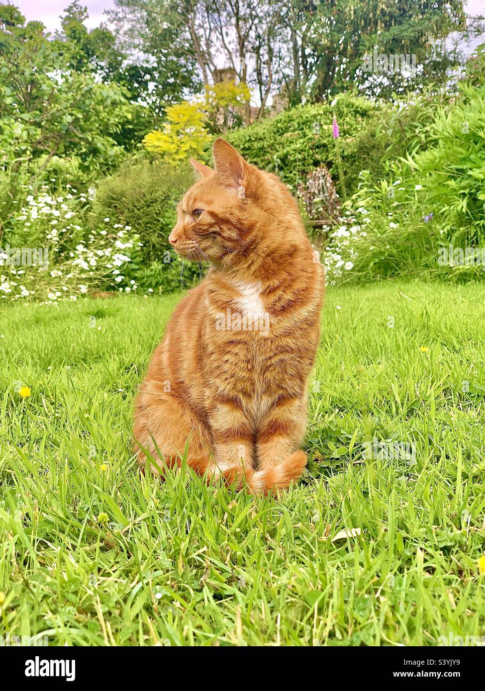A pretty small sweet ginger female cat sits on the grass in a country cottage garden looking away from camera Stock Photo