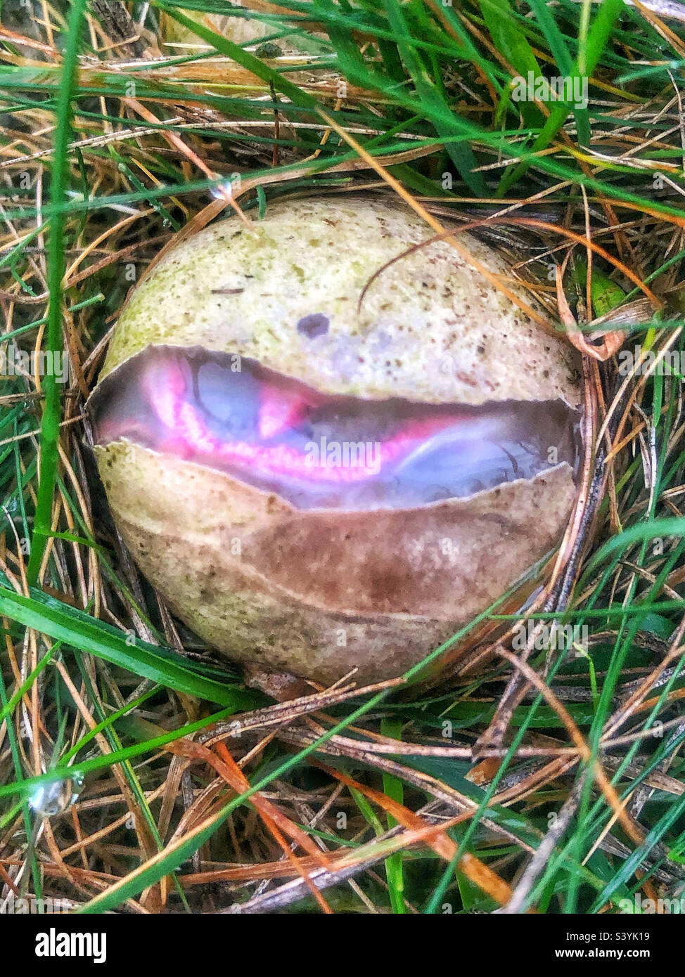 Devil's Fingers fungus egg (Clathrus archeri) and sometimes referred to as the Octopus stinkhorn or Squid Fungus. Slimy, gelatinous 'egg'.  starting to hatch in the New Forest UK - Smartphone Captured Stock Image