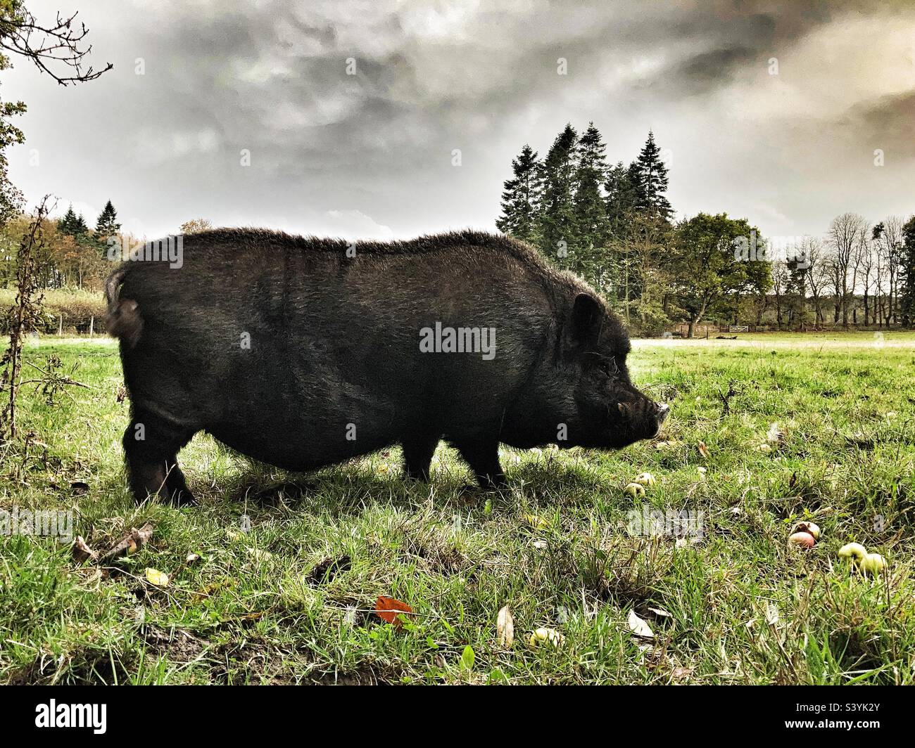 Wild Boar eating apples Harewood House Estate West Yorkshire Stock