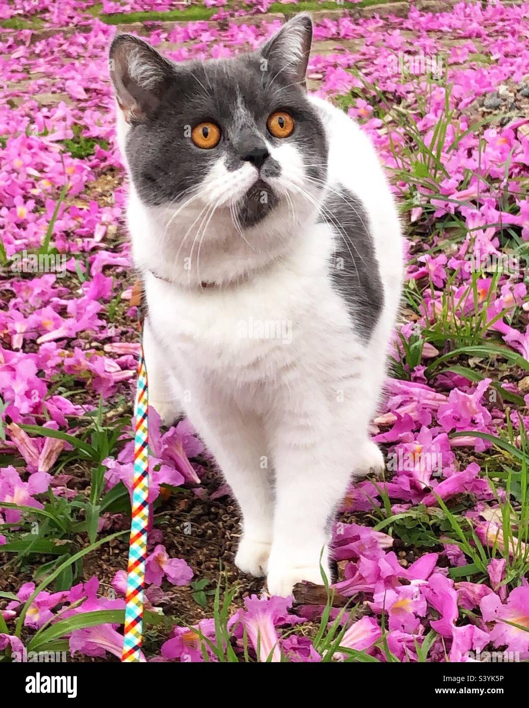 Beautiful British Shorthair cat walking over pink flowers Stock Photo