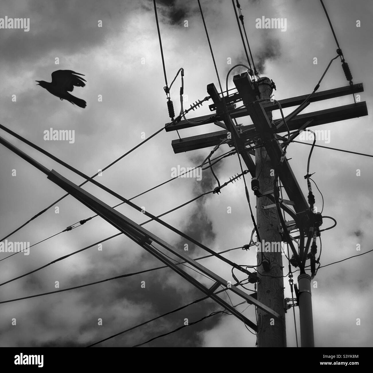 Crow flying past a utility pole and power lines Stock Photo