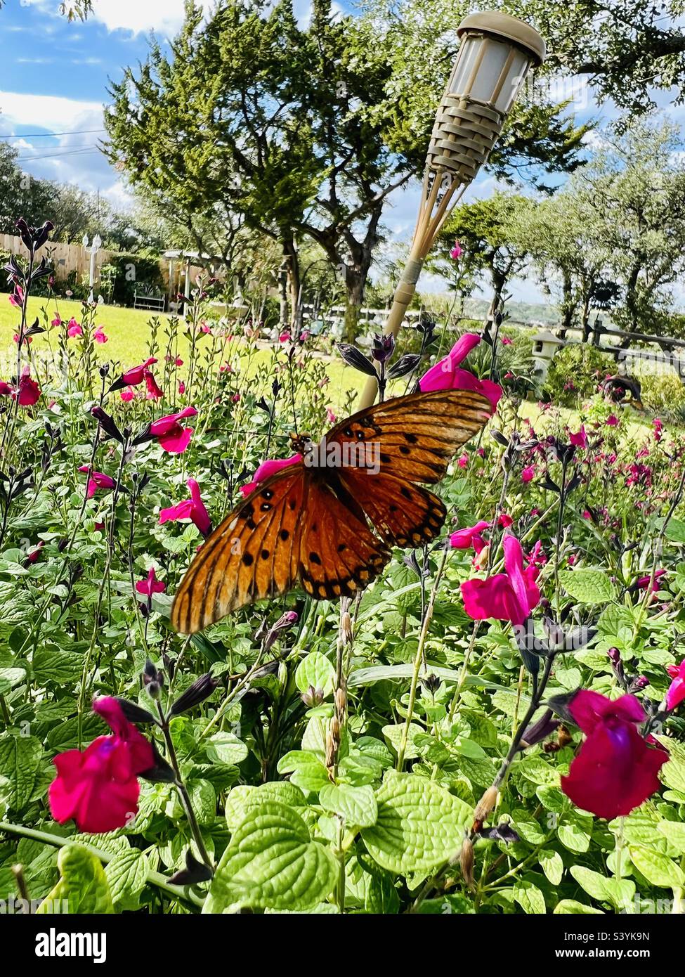 Closeup of Monarch butterfly in a garden with red Texas sage bushes