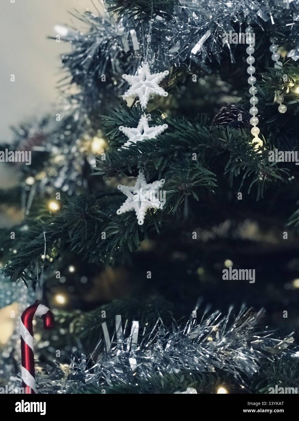 Real christmas tree hires stock photography and images Alamy