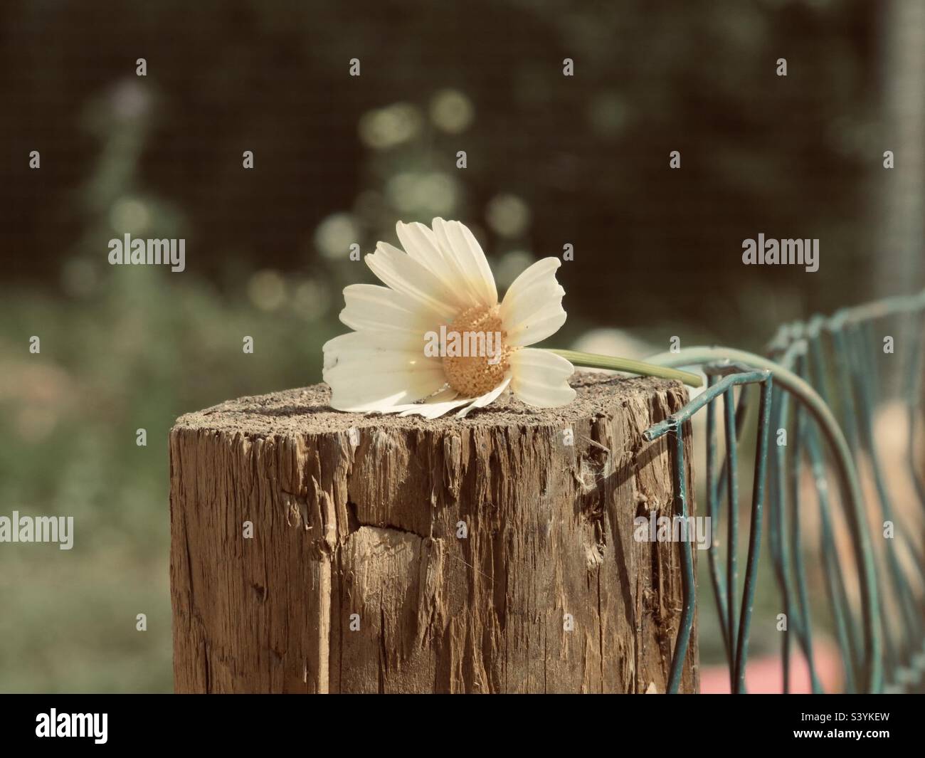 World of daisy hires stock photography and images Alamy