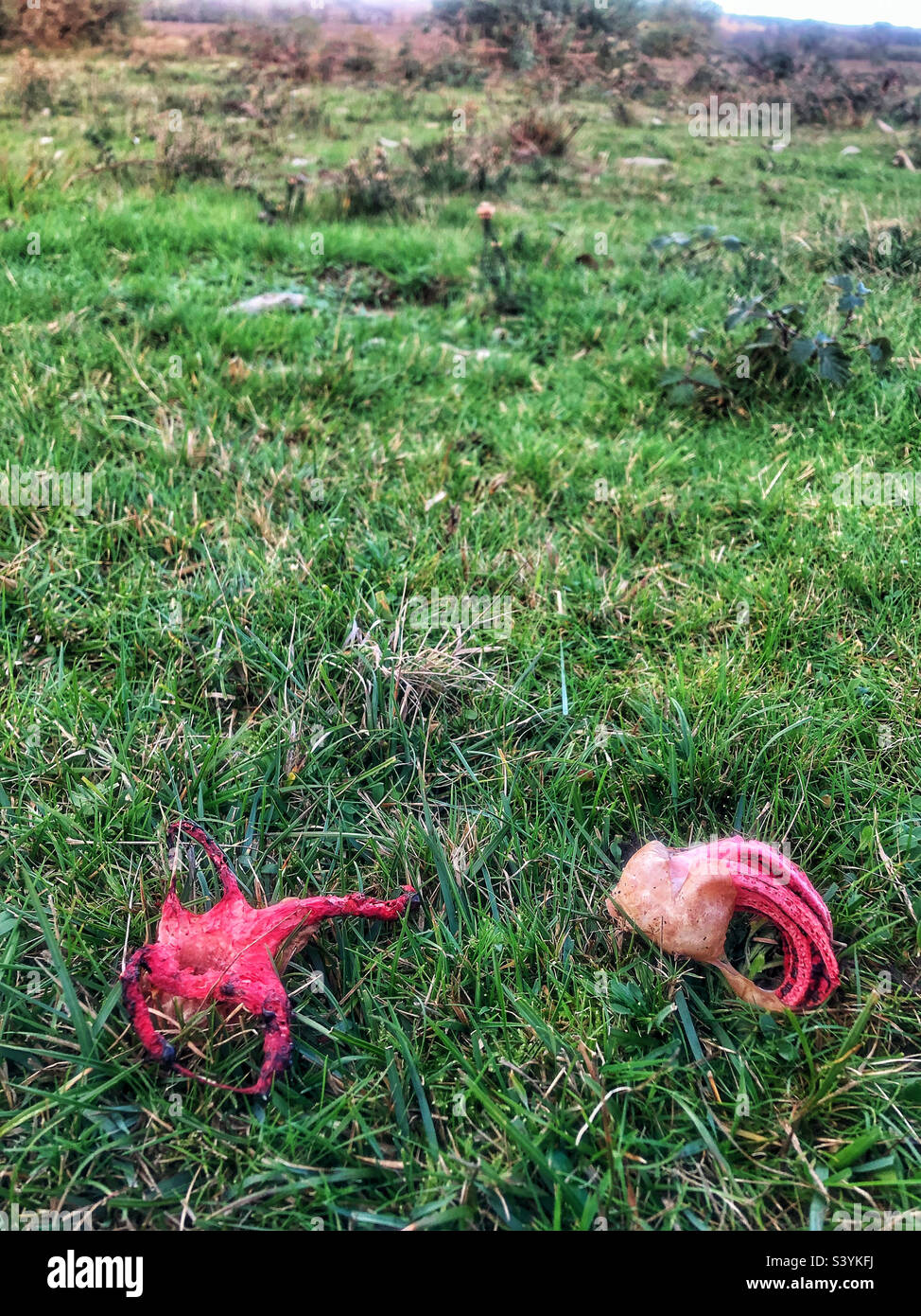 Devil's Fingers fungus (Clathrus archeri) and sometimes referred to as the Octopus stinkhorn and Squid Fungus, emerging from their slimy, gelatinous 'egg'. on heathlands in Lyndhurst, New Forest UK - Smartphone Captured Stock Image