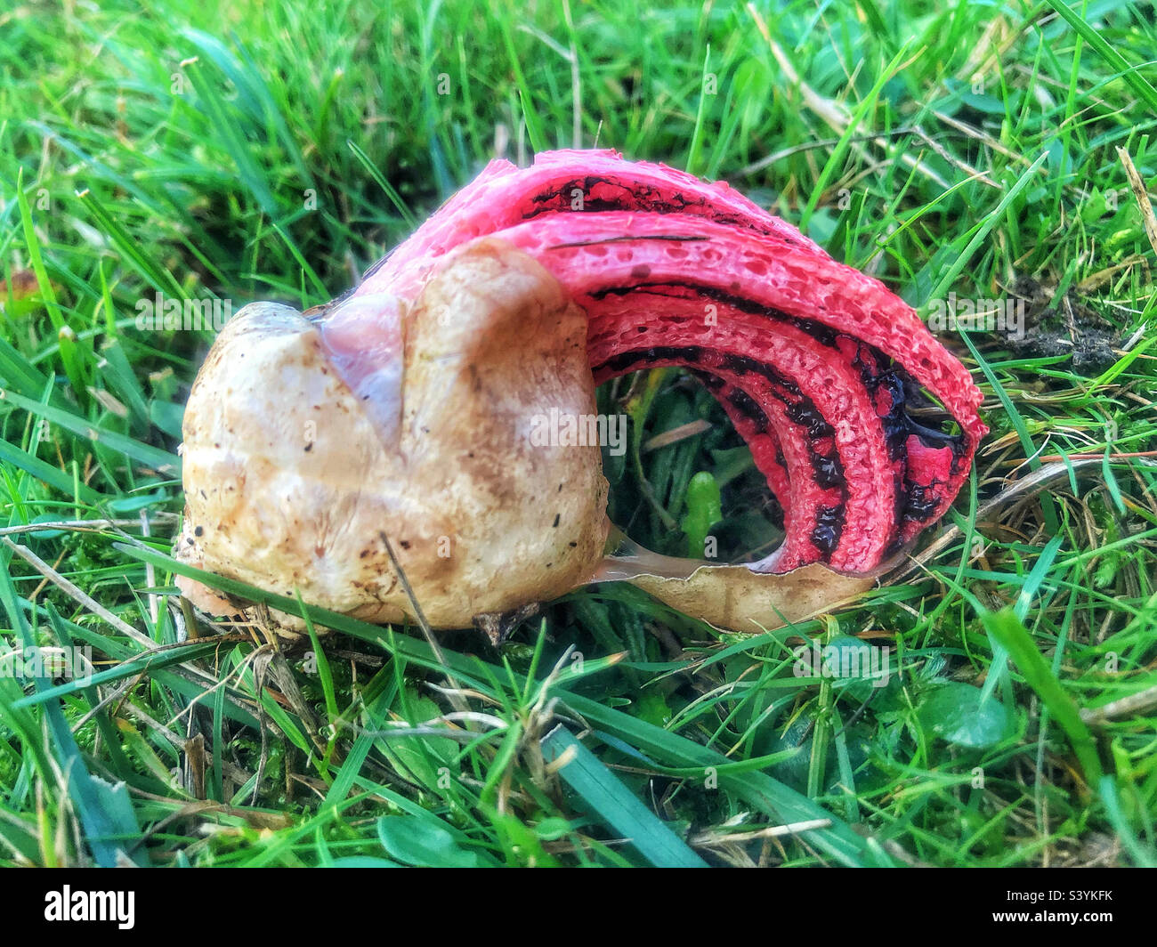 Devil's Fingers fungus (Clathrus archeri) and sometimes referred to as the Octopus stinkhorn and Squid Fungus, emerging from its slimy, gelatinous 'egg'. In November at Lyndhurst, in the New Forest - Smartphone Captured Stock Image