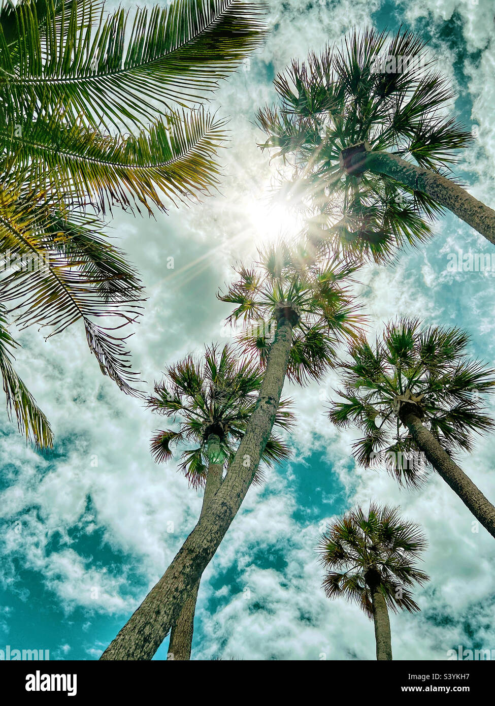 Under palm trees - Smartphone Captured Stock Image
