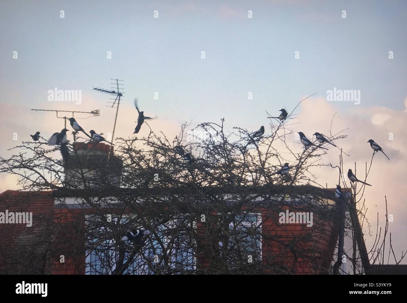 Multiple magpies in a tree Stock Photo