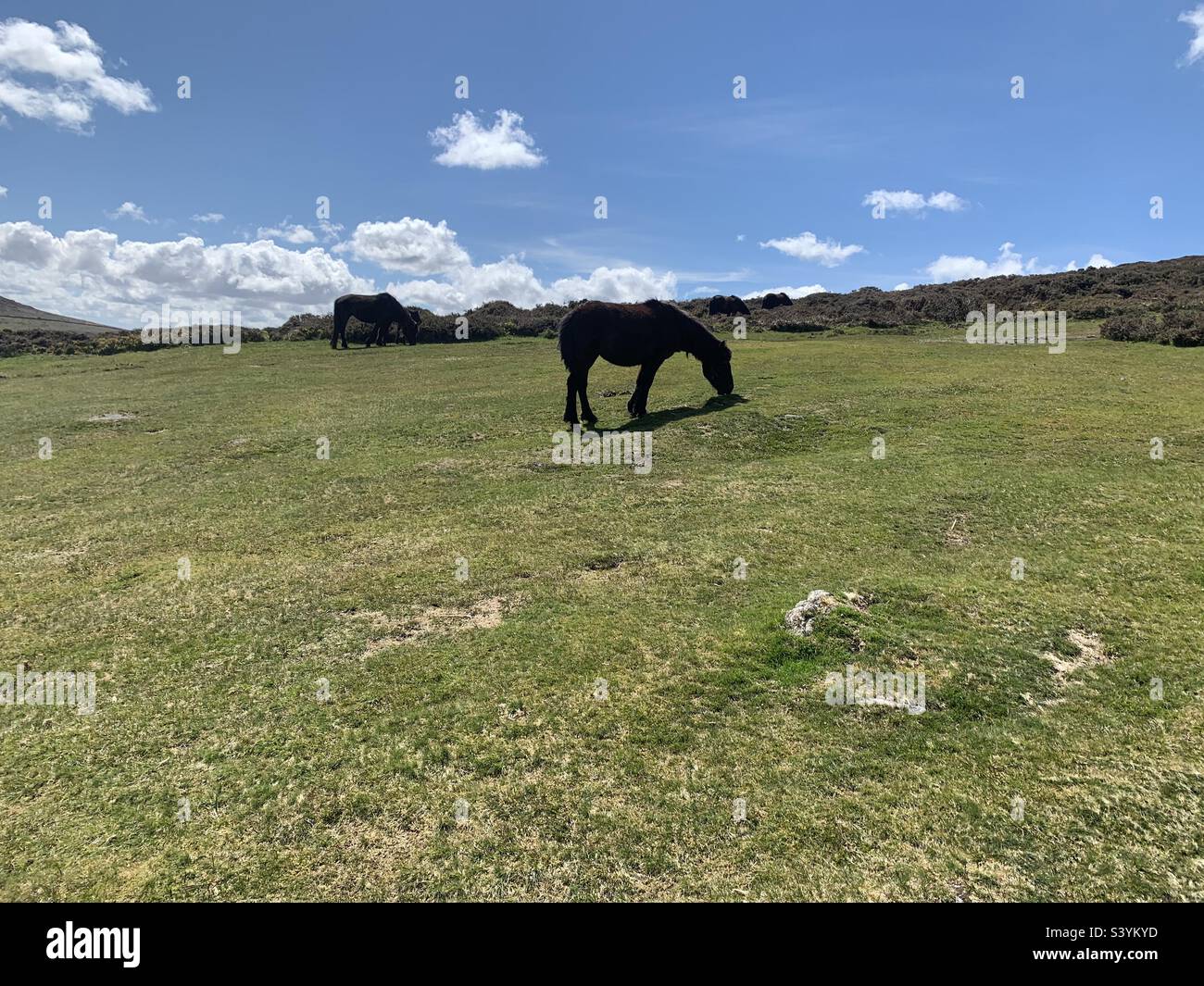 Horses eating grass on a sunny hill - Smartphone Captured Stock Image