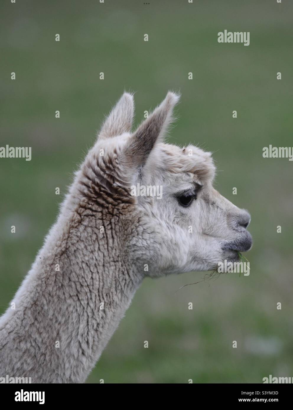 Alpaca eating grass Stock Photo - Alamy